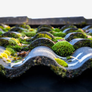 Shingled roof with moss